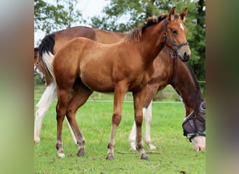 Quarter horse américain, Étalon, 1 Année, 149 cm, Bai