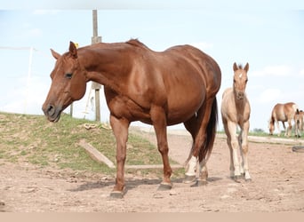 Quarter horse américain, Étalon, 1 Année, 150 cm, Alezan dun
