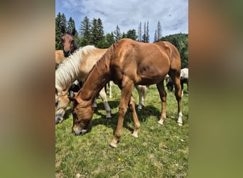 Quarter horse américain, Étalon, 1 Année, 150 cm, Alezan