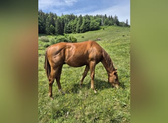 Quarter horse américain, Étalon, 1 Année, 150 cm, Alezan