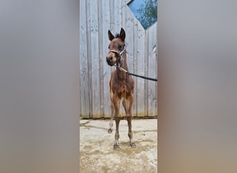 Quarter horse américain, Étalon, 1 Année, 150 cm, Bai brun