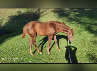 Quarter horse américain, Étalon, 1 Année, 150 cm, Bai cerise