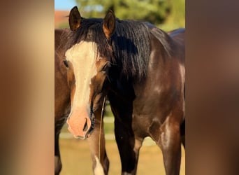 Quarter horse américain, Étalon, 1 Année, 150 cm, Bai
