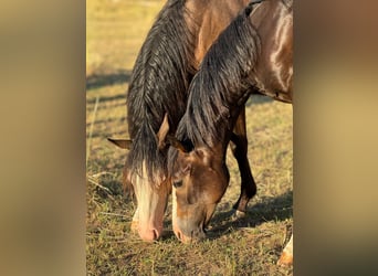 Quarter horse américain, Étalon, 1 Année, 150 cm, Bai