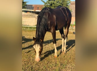 Quarter horse américain, Étalon, 1 Année, 150 cm, Bai