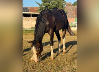 Quarter horse américain, Étalon, 1 Année, 150 cm, Bai