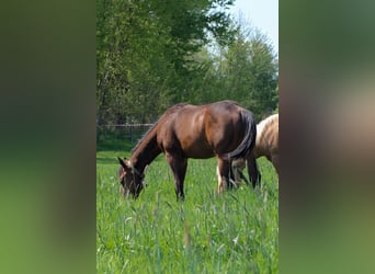 Quarter horse américain, Étalon, 1 Année, 150 cm, Bai
