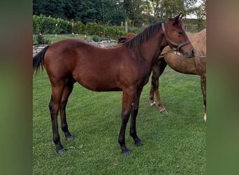 Quarter horse américain, Étalon, 1 Année, 150 cm, Bai