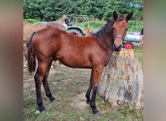 Quarter horse américain, Étalon, 1 Année, 150 cm, Bai