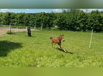 Quarter horse américain, Étalon, 1 Année, 150 cm, Bai