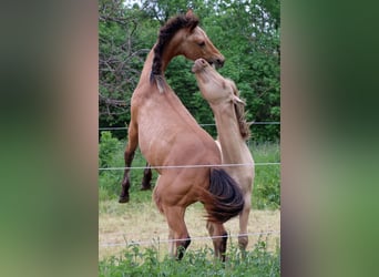 Quarter horse américain, Étalon, 1 Année, 150 cm, Buckskin