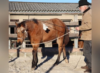 Quarter horse américain, Étalon, 1 Année, 150 cm, Buckskin