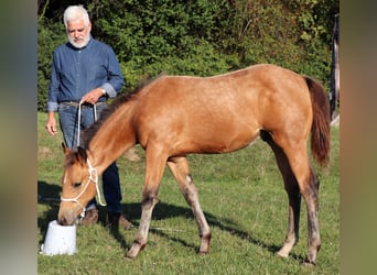 Quarter horse américain, Étalon, 1 Année, 150 cm, Buckskin