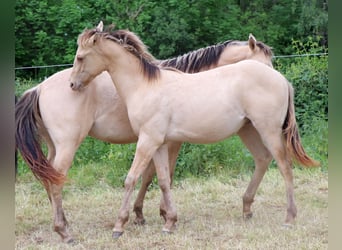 Quarter horse américain, Étalon, 1 Année, 150 cm, Champagne
