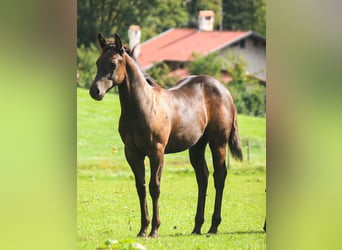 Quarter horse américain, Étalon, 1 Année, 150 cm, Noir
