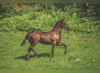 Quarter horse américain, Étalon, 1 Année, 150 cm, Noir