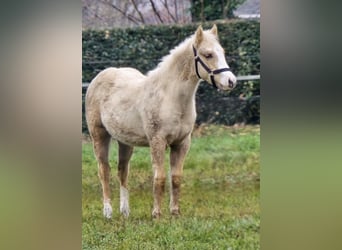Quarter horse américain, Étalon, 1 Année, 150 cm, Palomino