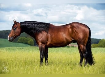 Quarter horse américain, Étalon, 1 Année, 150 cm, Palomino
