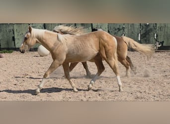 Quarter horse américain, Étalon, 1 Année, 150 cm, Palomino