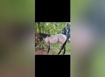 Quarter horse américain, Étalon, 1 Année, 150 cm, Roan-Bay