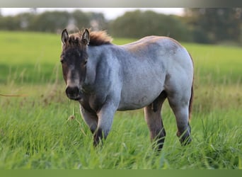 Quarter horse américain, Étalon, 1 Année, 150 cm, Rouan Bleu