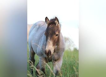 Quarter horse américain, Étalon, 1 Année, 150 cm, Rouan Bleu