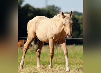 Quarter horse américain, Étalon, 1 Année, 151 cm, Palomino