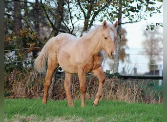 Quarter horse américain, Étalon, 1 Année, 151 cm, Palomino