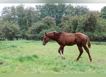 Quarter horse américain, Étalon, 1 Année, 152 cm, Alezan brûlé