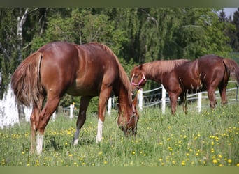 Quarter horse américain, Étalon, 1 Année, 152 cm, Alezan