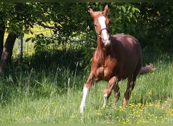 Quarter horse américain, Étalon, 1 Année, 152 cm, Alezan