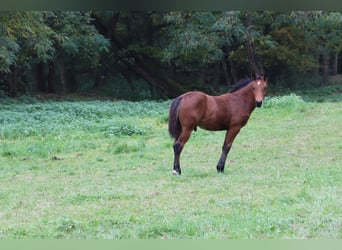 Quarter horse américain, Étalon, 1 Année, 152 cm, Bai brun