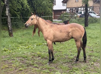 Quarter horse américain, Étalon, 1 Année, 152 cm, Buckskin