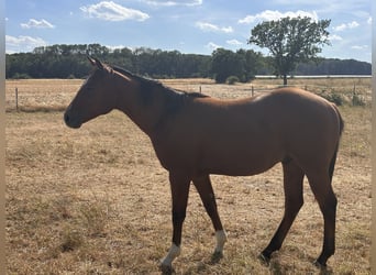 Quarter horse américain, Étalon, 1 Année, 152 cm, Buckskin