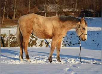 Quarter horse américain, Étalon, 1 Année, 152 cm, Buckskin