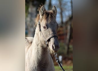 Quarter horse américain, Étalon, 1 Année, 152 cm, Champagne