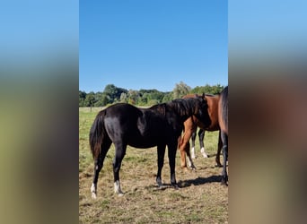 Quarter horse américain, Étalon, 1 Année, 152 cm, Noir