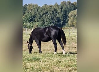 Quarter horse américain, Étalon, 1 Année, 152 cm, Noir