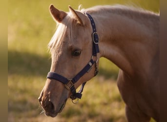 Quarter horse américain, Étalon, 1 Année, 152 cm, Palomino