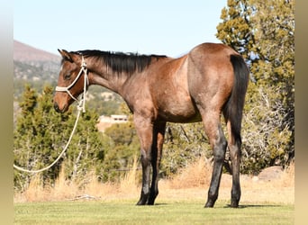 Quarter horse américain, Étalon, 1 Année, 152 cm, Roan-Bay