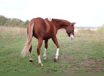 Quarter horse américain, Étalon, 1 Année, 153 cm, Alezan
