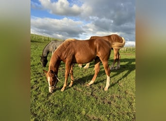 Quarter horse américain, Étalon, 1 Année, 153 cm, Alezan
