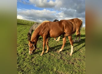 Quarter horse américain, Étalon, 1 Année, 153 cm, Alezan