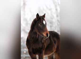 Quarter horse américain, Étalon, 1 Année, 153 cm, Bai brun