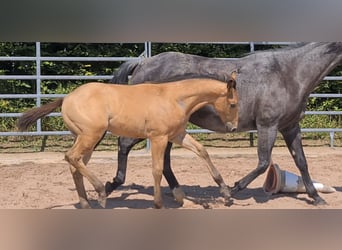 Quarter horse américain, Étalon, 1 Année, 153 cm, Buckskin