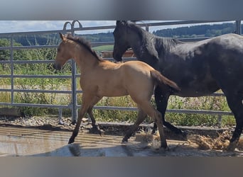 Quarter horse américain, Étalon, 1 Année, 153 cm, Buckskin