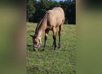 Quarter horse américain, Étalon, 1 Année, 153 cm, Buckskin
