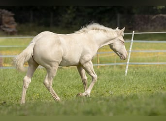 Quarter horse américain, Étalon, 1 Année, 153 cm, Cremello