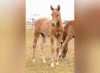 Quarter horse américain, Étalon, 1 Année, 153 cm