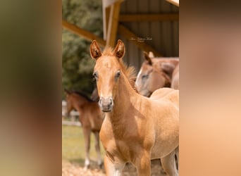 Quarter horse américain, Étalon, 1 Année, 153 cm